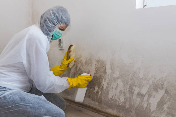 Best Mold Damage Repair  in Merriam Woods, MO