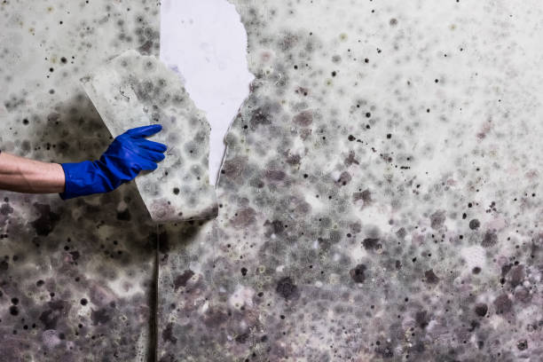 Best Certified Mold Removal  in Merriam Woods, MO