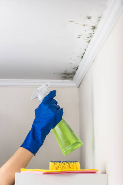 Best Mold Removal Near Me  in Merriam Woods, MO
